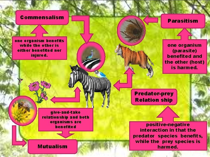 Commensalism one organism benefits while the other is either benefited nor injured. Parasitism one