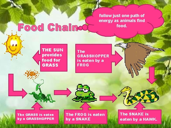 Food Chain THE SUN provides food for GRASS The GRASS is eaten by a