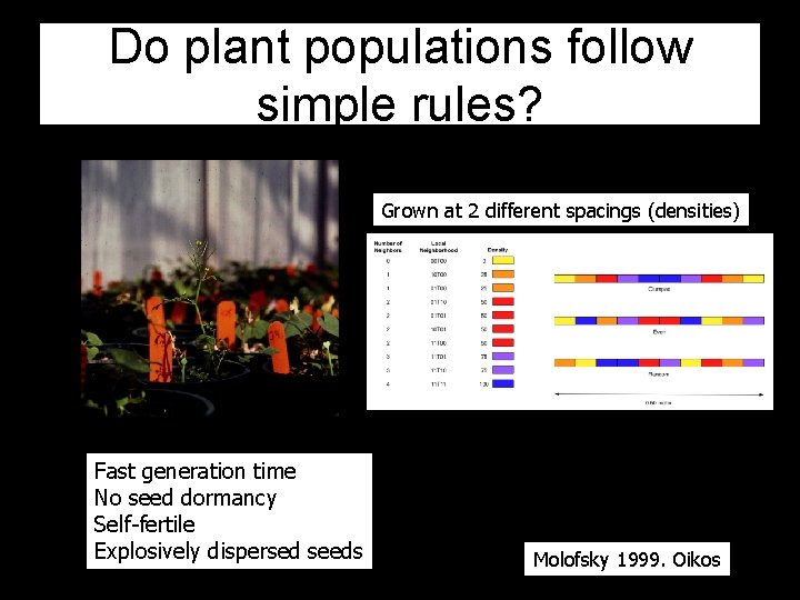 Do plant populations follow simple rules? 1 -dimensional experimental design Grown at 2 different