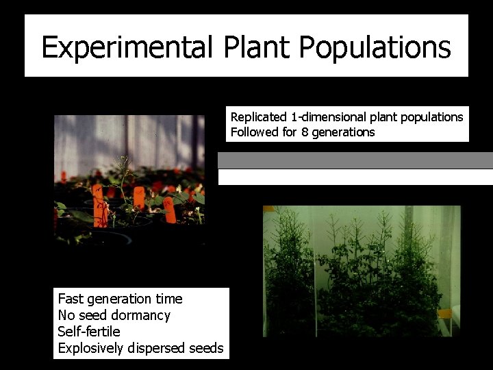 Experimental Plant Populations Replicated 1 -dimensional plant populations Followed for 8 generations Fast generation