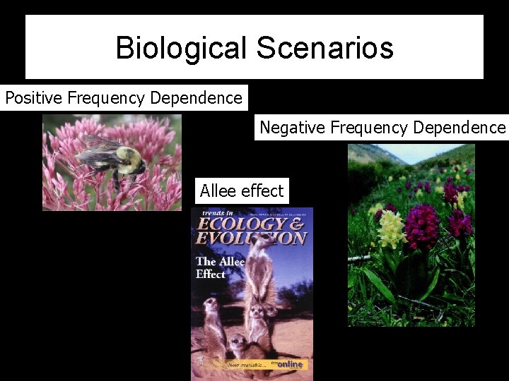 Biological Scenarios Positive Frequency Dependence Negative Frequency Dependence Allee effect 