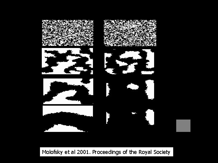 Positive frequency dependence Molofsky et al 2001. Proceedings of the Royal Society 