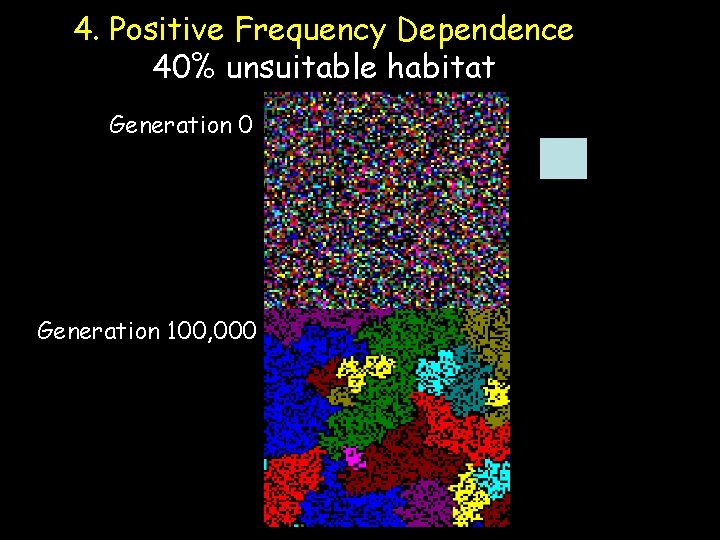 4. Positive Frequency Dependence 40% unsuitable habitat Generation 0 Generation 100, 000 