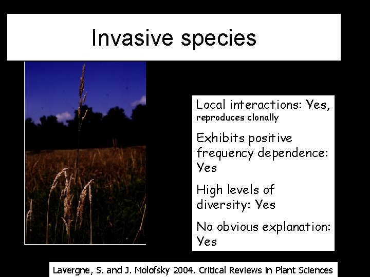Invasive species Local interactions: Yes, reproduces clonally Exhibits positive frequency dependence: Yes High levels