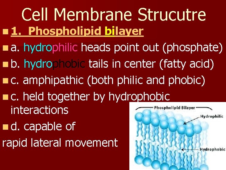Cell Membrane Strucutre n 1. Phospholipid bilayer n a. hydrophilic heads point out (phosphate)