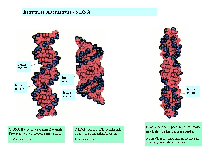 Estruturas Alternativas do DNA fenda maior fenda menor O DNA B é de longe