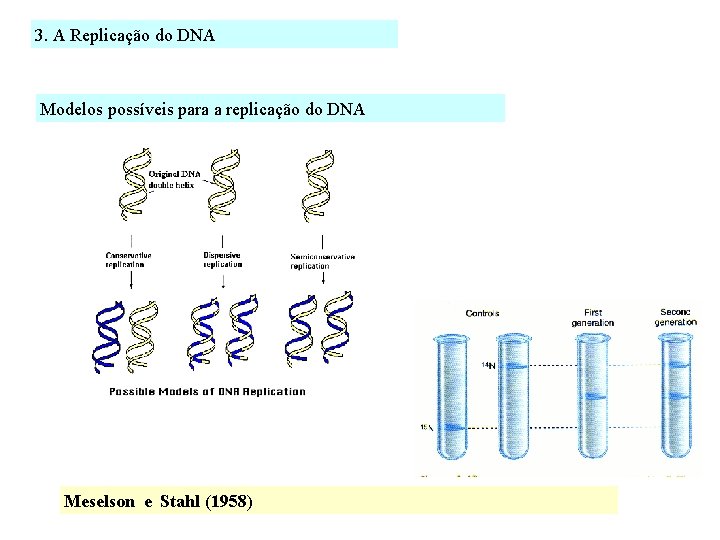 3. A Replicação do DNA Modelos possíveis para a replicação do DNA Meselson e