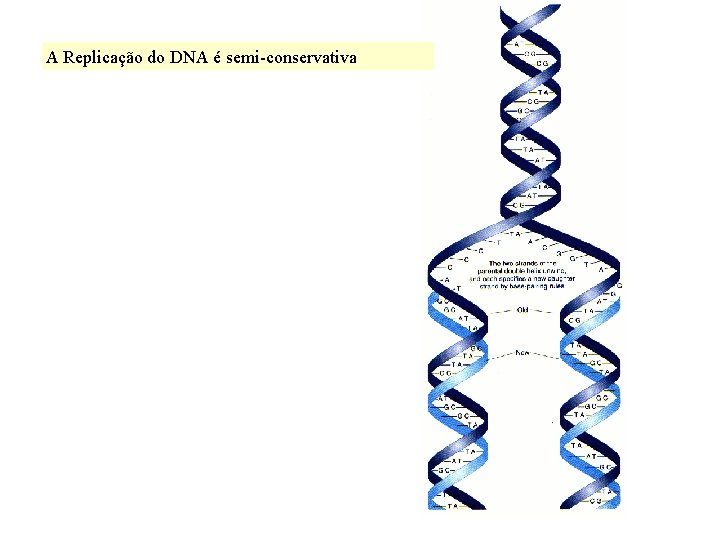 A Replicação do DNA é semi-conservativa 