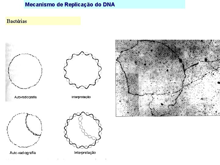 Mecanismo de Replicação do DNA Bactérias 