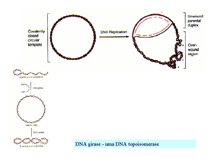 DNA girase - uma DNA topoisomerase 