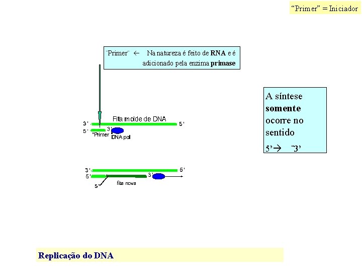 “Primer” = Iniciador ¨Primer¨ Na natureza é feito de RNA e é adicionado pela