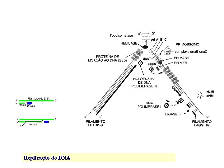 Replicação do DNA 