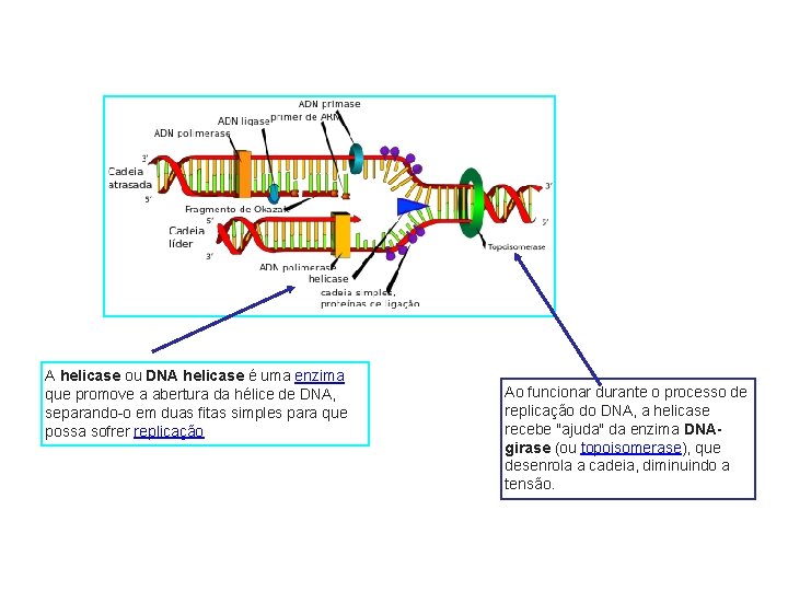 A helicase ou DNA helicase é uma enzima que promove a abertura da hélice
