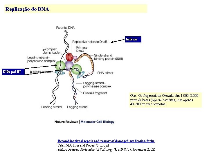 Replicação do DNA helicase DNA pol III Obs. : Os fragments de Okazaki têm