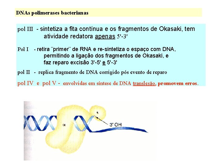 DNAs polimerases bacterianas pol III - sintetiza a fita contínua e os fragmentos de