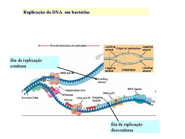 Replicação do DNA em bactérias fita de replicação continua fita de replicação descontinua 