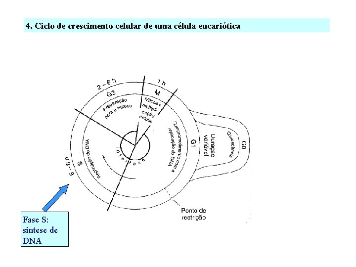 4. Ciclo de crescimento celular de uma célula eucariótica Fase S: síntese de DNA