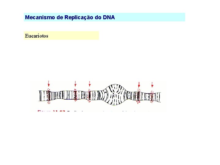 Mecanismo de Replicação do DNA Eucariotos 