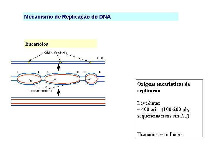 Mecanismo de Replicação do DNA Eucariotos Origens eucarióticas de replicação Leveduras: ~ 400 ori