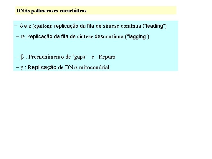 DNAs polimerases eucarióticas − δ e ε (epsilon): replicação da fita de síntese contínua