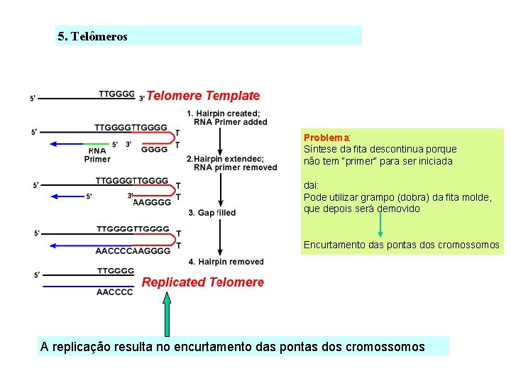 5. Telômeros Problema: Síntese da fita descontinua porque não tem “primer” para ser iniciada