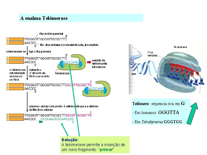 A enzima Telômerase Telômero: sequencia rica em G: - Em humanos: GGGTTA - Em