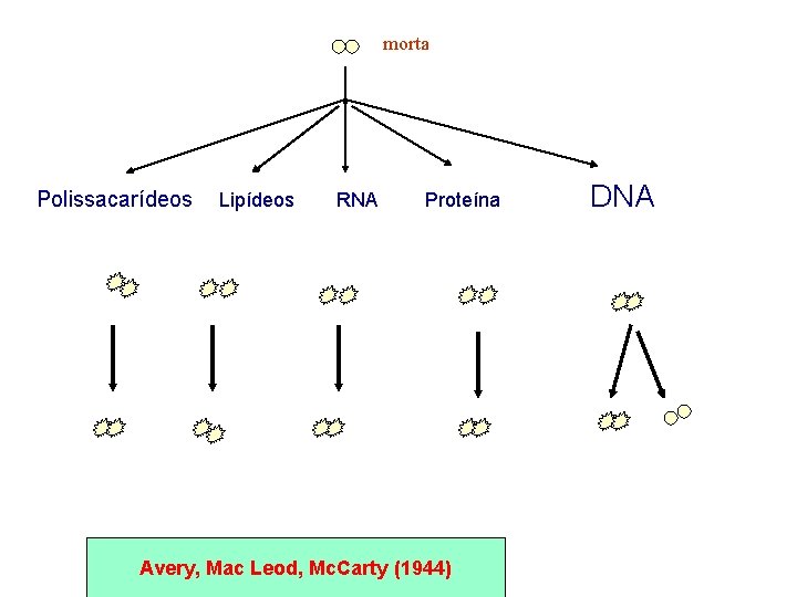 morta Polissacarídeos Lipídeos RNA Proteína Avery, Mac Leod, Mc. Carty (1944) DNA 