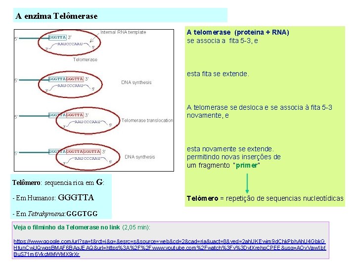 A enzima Telômerase A telomerase (proteina + RNA) se associa a fita 5 -3,