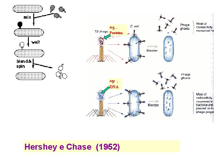 35 S - Proteína 32 P DNA Hershey e Chase (1952) 