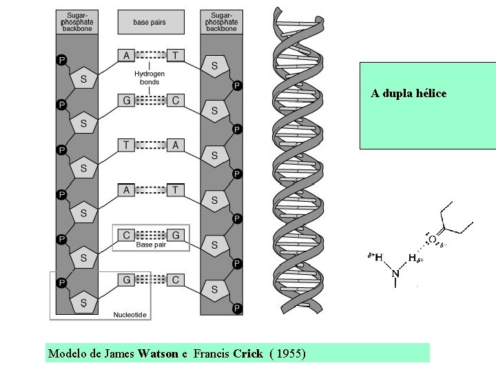 A dupla hélice Modelo de James Watson e Francis Crick ( 1955) 