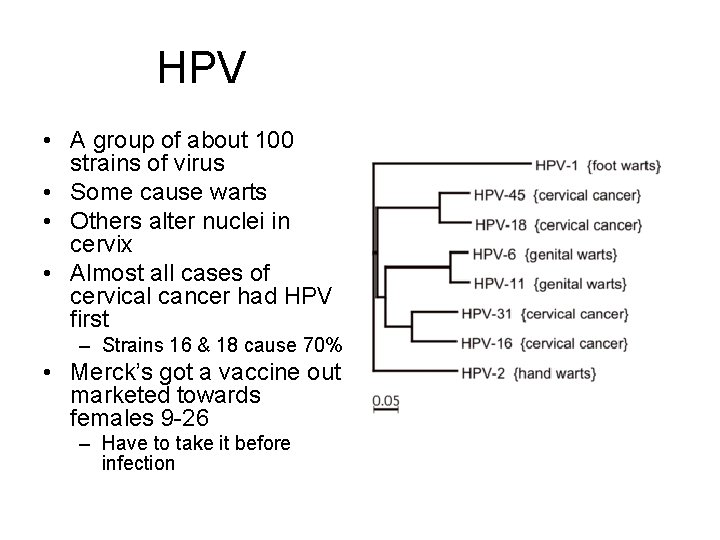 HPV • A group of about 100 strains of virus • Some cause warts