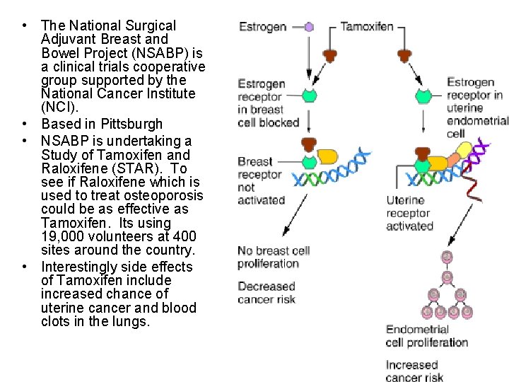  • The National Surgical Adjuvant Breast and Bowel Project (NSABP) is a clinical