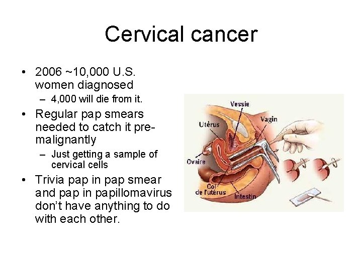 Cervical cancer • 2006 ~10, 000 U. S. women diagnosed – 4, 000 will