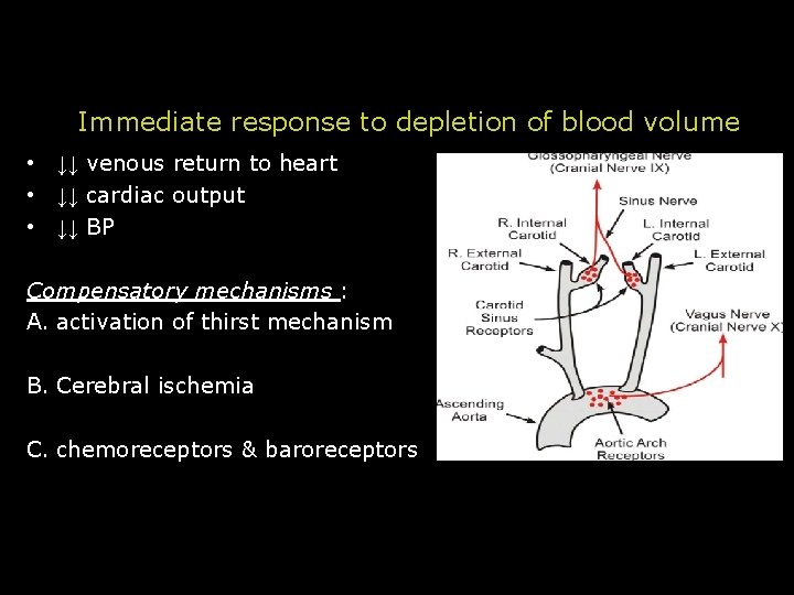 Immediate response to depletion of blood volume • ↓↓ venous return to heart • Immediate response to depletion of blood volume • ↓↓ venous return to heart •