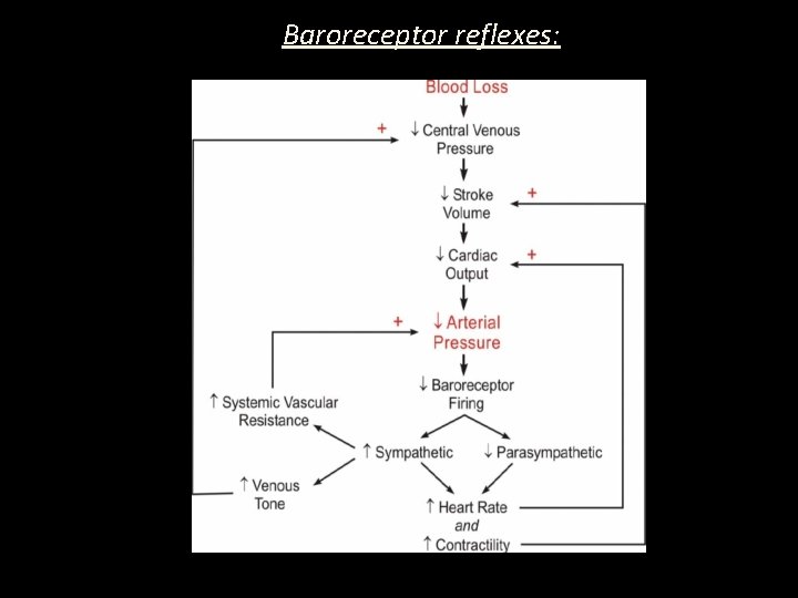 Baroreceptor reflexes: Baroreceptor reflexes: