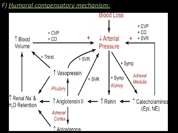 F) Humoral compensatory mechanism: 30 F) Humoral compensatory mechanism: 30