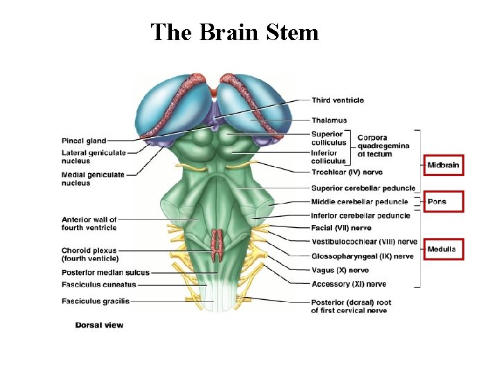 The Brain Stem 