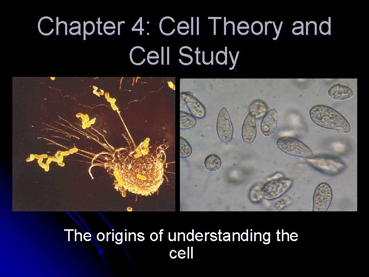 Chapter 4: Cell Theory and Cell Study The origins of understanding the cell 