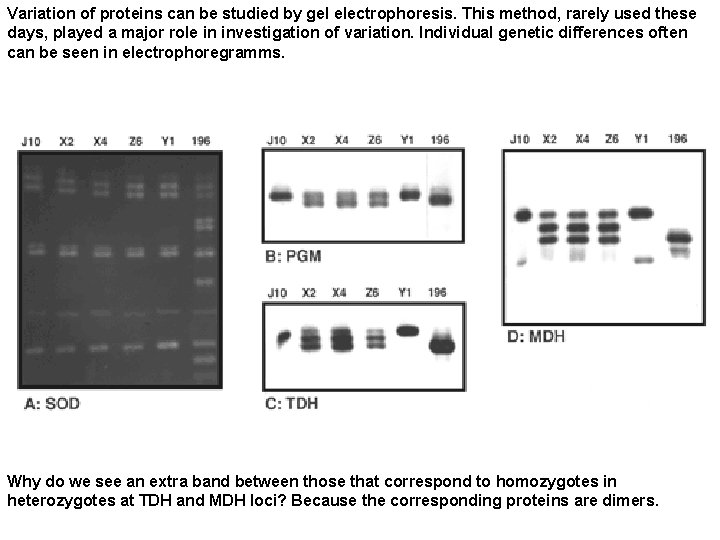 Variation of proteins can be studied by gel electrophoresis. This method, rarely used these