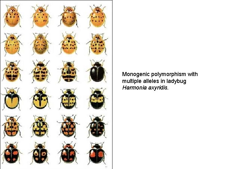 Monogenic polymorphism with multiple alleles in ladybug Harmonia axyridis. 