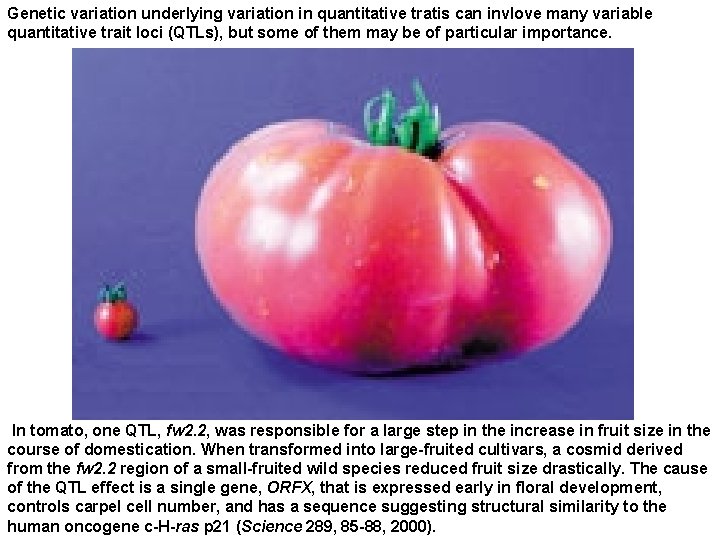 Genetic variation underlying variation in quantitative tratis can invlove many variable quantitative trait loci