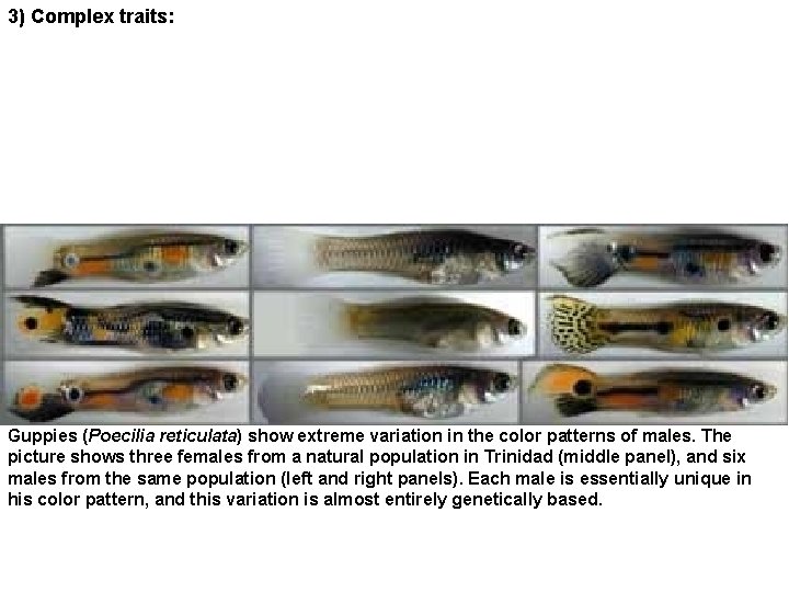 3) Complex traits: Guppies (Poecilia reticulata) show extreme variation in the color patterns of