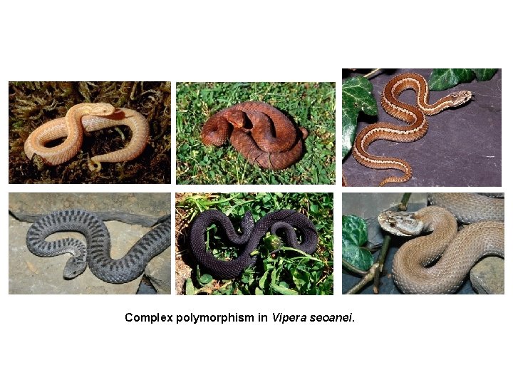 Complex polymorphism in Vipera seoanei. 