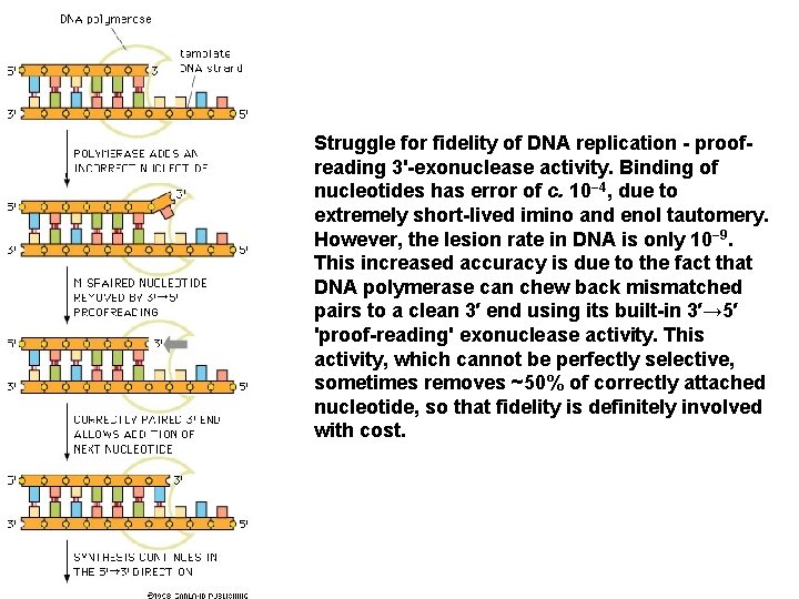Struggle for fidelity of DNA replication - proofreading 3'-exonuclease activity. Binding of nucleotides has