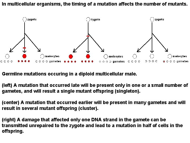 In multicellular organisms, the timing of a mutation affects the number of mutants. Germline