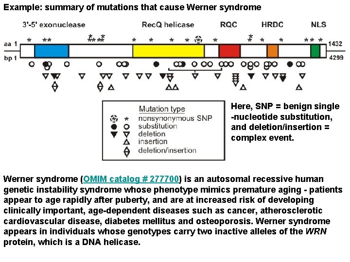 Example: summary of mutations that cause Werner syndrome Here, SNP = benign single -nucleotide