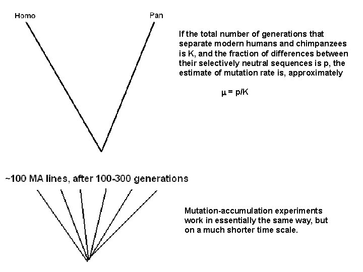 If the total number of generations that separate modern humans and chimpanzees is K,