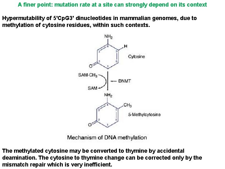 A finer point: mutation rate at a site can strongly depend on its context