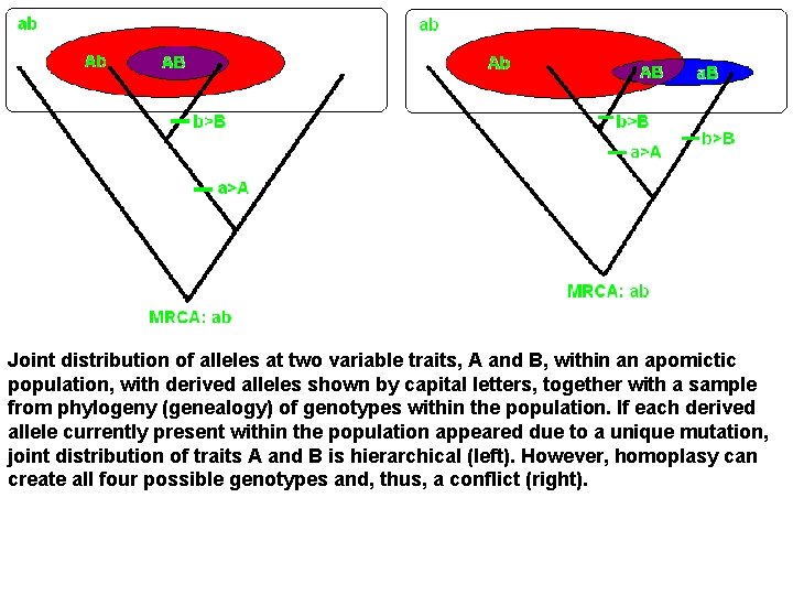 Joint distribution of alleles at two variable traits, A and B, within an apomictic