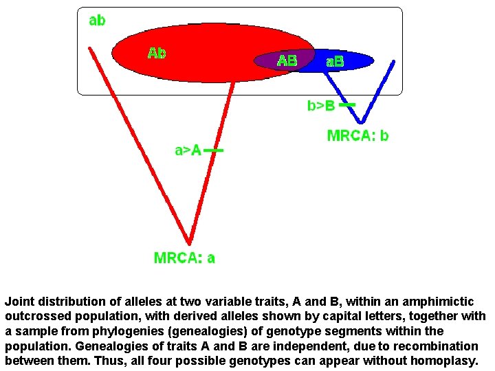 Joint distribution of alleles at two variable traits, A and B, within an amphimictic